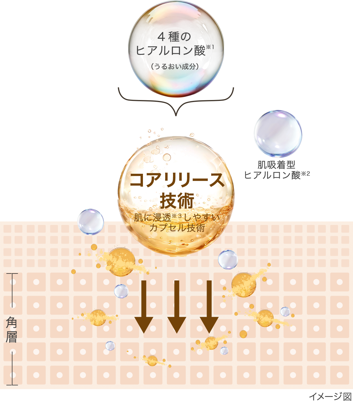 イメージ図 コアリリース技術 肌に浸透※３しやすいカプセル技術 ４種のヒアルロン酸※1（うるおい成分） 肌吸着型ヒアルロン酸※2 ※角層まで