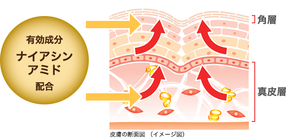 皮膚の断面図（イメージ図）: 有効成分ナイアシンアミド配合