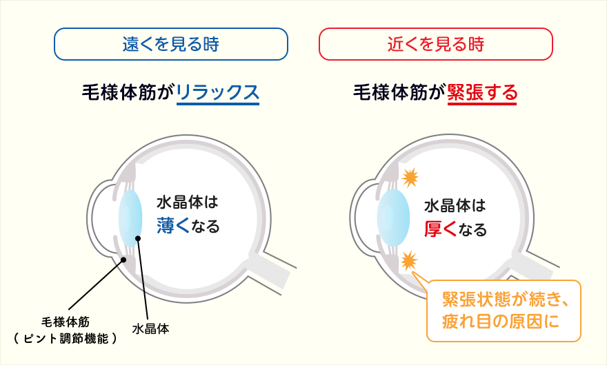 老眼の仕組み