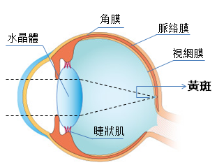 眼睛结构 黄斑位置
